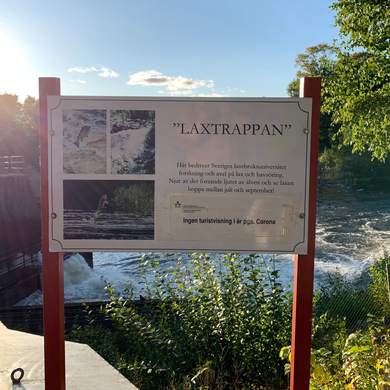 19. Laxtrappan